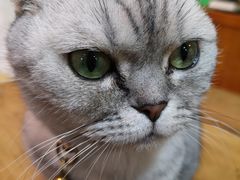 -李小姐の猫咖啡馆(五角场店)