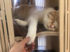 -猫和宫(六道口店)