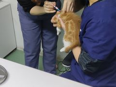 -伟伟宠物医院·CT影像中心·瑞派犬猫综合性门诊(汉口总院)