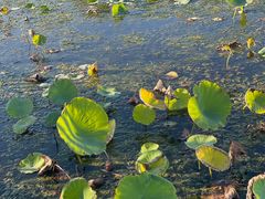 -天津东丽湖风景区