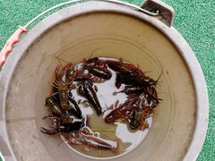 -同銮特种养殖场·龙虾垂钓