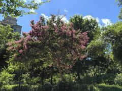 -新虹桥中心花园