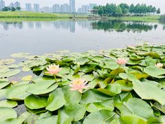 -洋湖国家湿地公园
