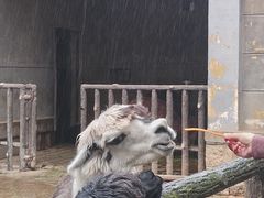 -昆明动物园