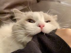 -猫大福·Fortune Cat猫舍(百子湾店)