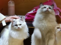 -滚猫咖啡·猫咖·猫友好撸猫(未来城店)