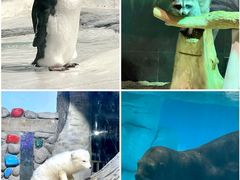 -海合安天津极地海洋公园