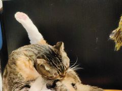-平行世界·猫咖(首经贸店)