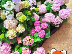 -上海长风大悦城