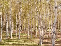 -长春市南湖公园