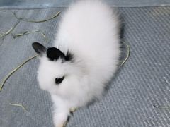 -爱侣宠医·鹦鹉专科·小型哺乳类·异宠专科(灵石路店)