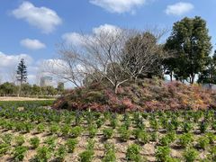 -春花秋色城市公园