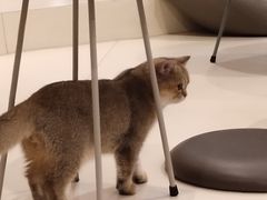 -飞行喵MR PILOT|猫舍·猫咖(静安大融城店)