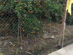 -小六农家乐(崇明西沙湿地店)