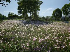 -菊园百果园