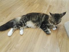 -COLOR PETS 撸猫馆·购猫·猫咖(长风大悦城店)