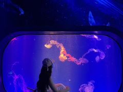 -海合安成都极地海洋公园