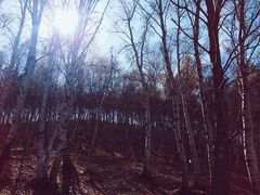 -乌兰布统景区-白桦林