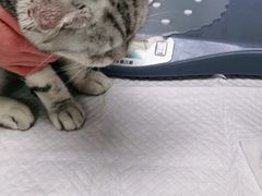 -纳吉亚猫专科动物诊疗中心(蒋宅口分院)