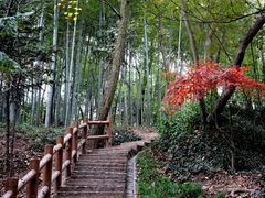 -上海佘山国家森林公园天马山园