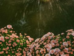-杭州植物园