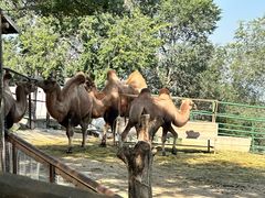 -青藏高原野生动物园