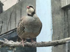 -青藏高原野生动物园