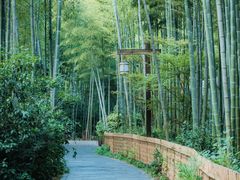 -镇江市南山风景名胜区竹林景区