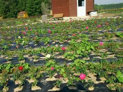 android_upload_pic-北纬44度·金珠花海休闲农业旅游景区