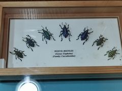 -上海大自然野生昆虫馆(东方明珠·爬宠昆虫探索中心)