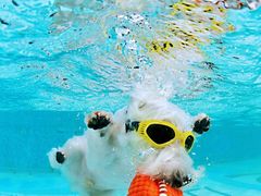 -汪说喵讲宠物乐园宠物酒店(红星美凯龙店)