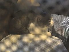 -悠尼宠物·独立低压伊珊娜洗护·美容·寄养(兰谷路店)
