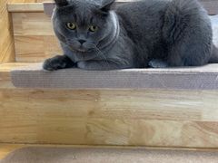 -猫在这儿猫咪咖啡馆·撸猫馆