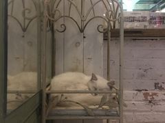 -猫咪博物馆(顶澳仔猫街店)