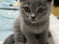 -欣宠猫屋·矮脚拿破仑·蓝金金渐层