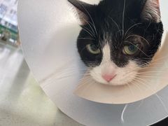 -瑞派天宁宠物医院·猫科·异宠中心