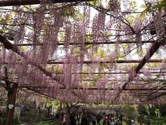 -嘉定紫藤园