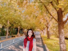 -三里屯东五街银杏大道
