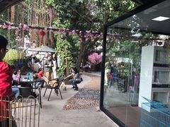 -柴犬高等学院·狗咖·柴犬售卖·宠物训练