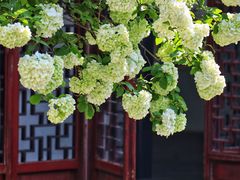 -苏州园林博物馆