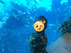 -海棠湾洲际-涛·海底餐厅·美人鱼·自助餐·海底隧道