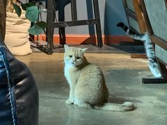 -咖法森林·咖啡  酒吧(天河店)