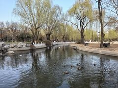 -莲花池公园