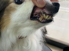 -宠颐生宠物医院·骨外科·犬猫全科诊疗中心(池州店)