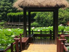 -上海滨江森林公园