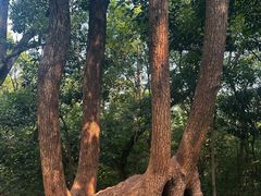 -上海佘山国家森林公园天马山园