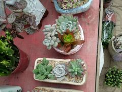 -龙大花卉苗木市场