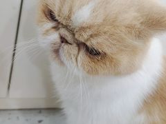 -喵园·猫主题咖啡厅·撸猫·猫咖(国贸店)