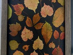 -南宁良凤江国家森林公园