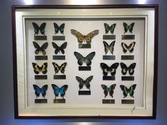 -上海昆虫博物馆